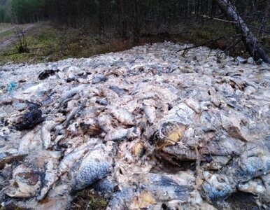 Miniatura: 700 kilogramów martwych ryb w lesie. „Brak...