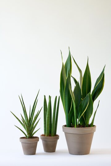 Sansevieria