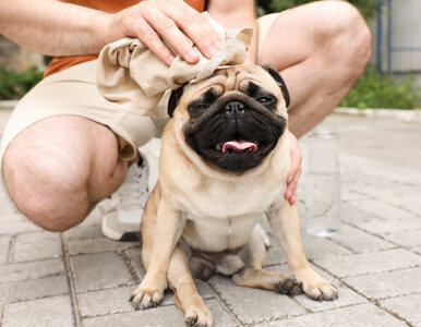 Miniatura: Do Polski płynie fala upałów. O tym muszą...