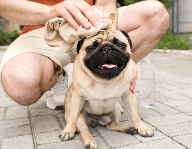 Miniatura: Do Polski płynie fala upałów. O tym muszą...