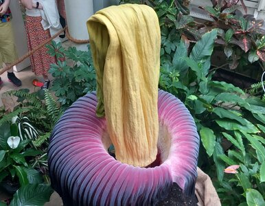 Miniatura: Zakwitło dziwidło olbrzymie! Warszawa...