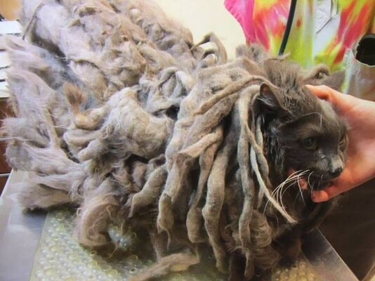 Miniatura: Kot Bob Marley