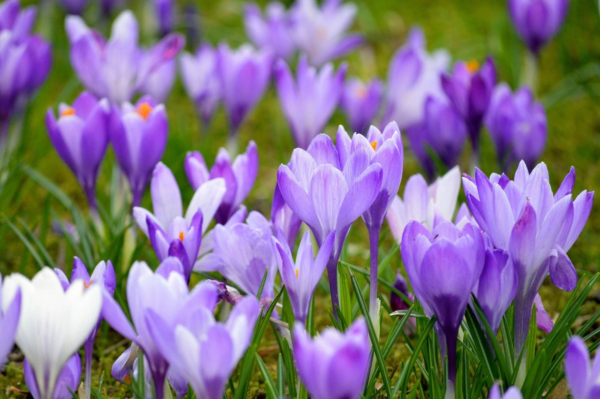 Rozpoznasz te rośliny? Quiz niby prosty, ale trzeba uważać