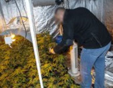 Miniatura: Policja znalazła plantacje marihuany....