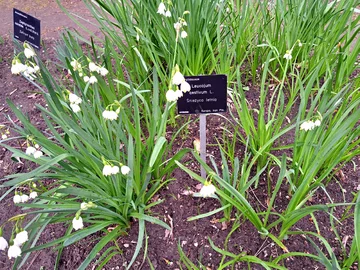 Ogród Botaniczny Uniwersytetu Warszawskiego w Warszawie 