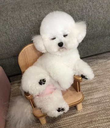 Przedstawiciel rasy bichon frise 