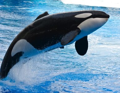 Miniatura: Orka wciągnęła wielorybników pod wodę....