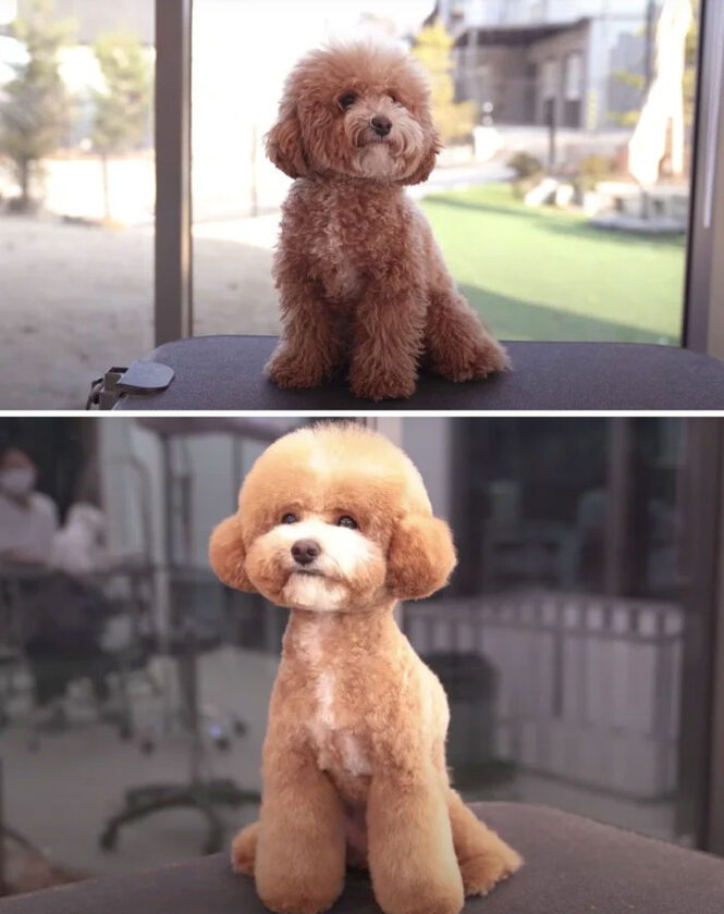 Przed i po wizycie u pseigo fryzjera 