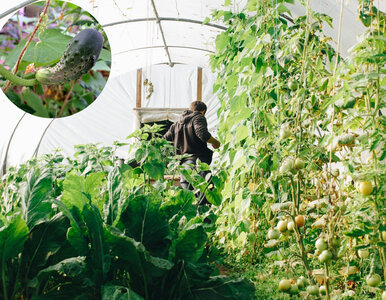 Miniatura: Ziemia po zarazie ziemniaczanej na...