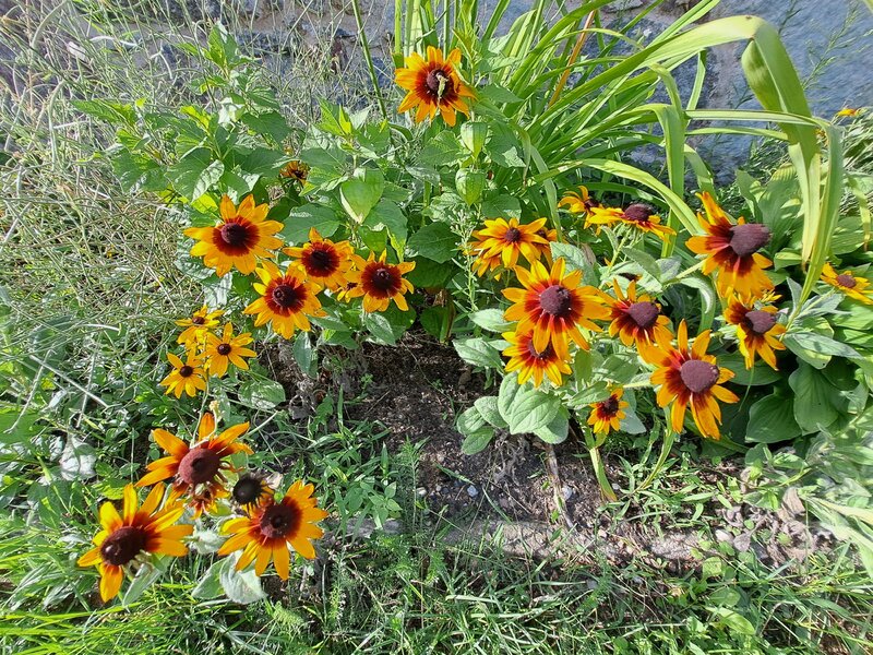 Rudbekia owłosiona