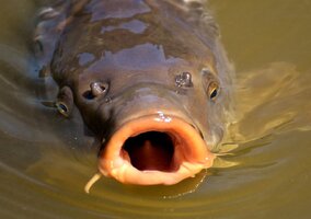Miniatura: Wędkarz złowił gigantyczną rybę, tak...