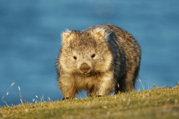 Miniatura: Wombaty