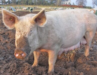 Miniatura: Chińczycy będą się zajadać świniami z...