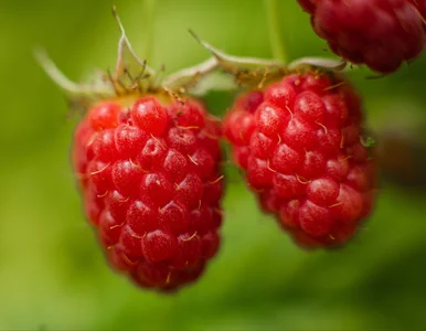 Miniatura: Rozsypuję to pod malinami i czekam. Latem...