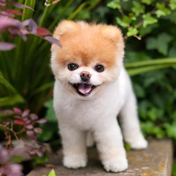 Boo the Pomeranian 