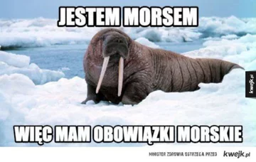 Mem z morsowania 
