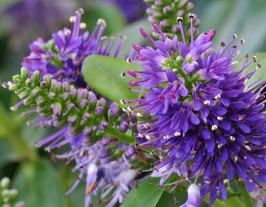 Miniatura: To nie tuja, to coś znacznie lepszego....