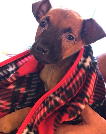 Podopieczny Eduardo Caiado 