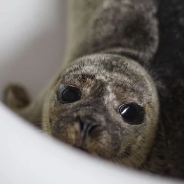 Foka uratowana przez organizację Seal Rescue Ireland 