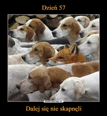 Mem z okazji Dnia Psa 