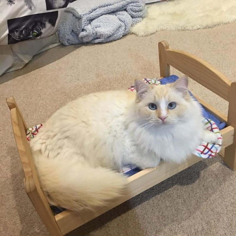 Mini łóżko IKEA - idealne dla kotka(ów) 