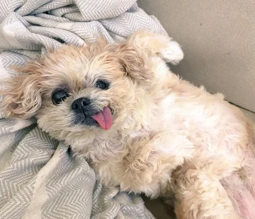 Pies Marnie 