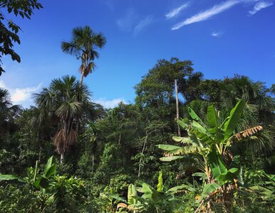 Miniatura: W honduraskiej dżungli odkryto nowe...