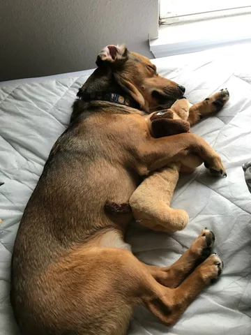 Pies i jego ukochana zabawka 