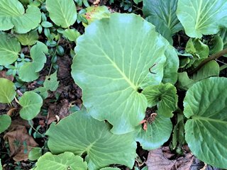 Bergenia grubolistna, Bergenia crassifolia (L.) Fritsch