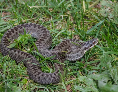 Miniatura: Jadowity wąż chciał „wejść” do domu....