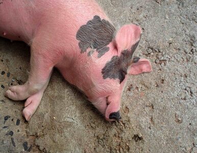 Miniatura: Świnie masowo umierają tuż przy granicy z...