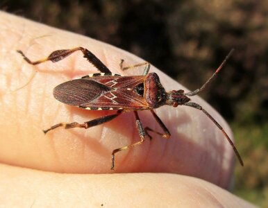 Miniatura: Spryskaj okolice okien i drzwi. Działaj,...