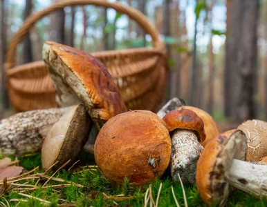 Miniatura: Grzybobranie bez błędów. Sprawdź, czy...