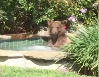 Miniatura: Niedźwiedź szukał ochłody w basenie....
