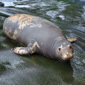 Foka uratowana przez organizację Seal Rescue Ireland 