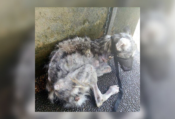 Miniatura: Ten pies może mówić o prawdziwym szczęściu