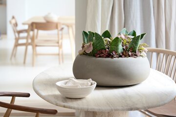 Sansevieria