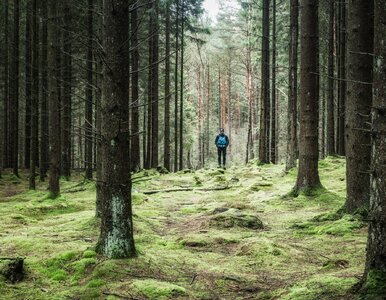 Miniatura: Wybrał się na górską wędrówkę. Turysta...