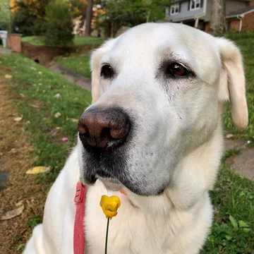 Moose 
