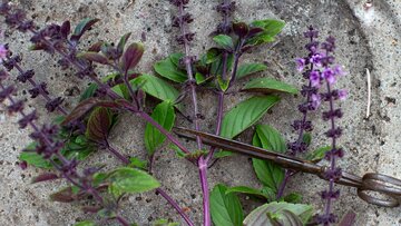 Bazylia kwiatowa Kwitnąca bazylia