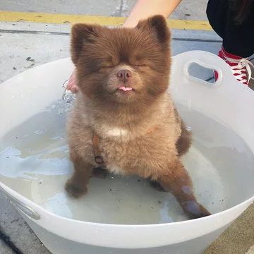 Pomeranian Bertie 