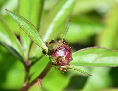Miniatura: Jak pozbyć się mrówek w ogrodzie bez...
