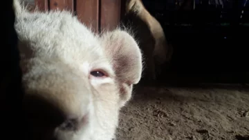 Zwierzęta w ZOO Wojciechów 