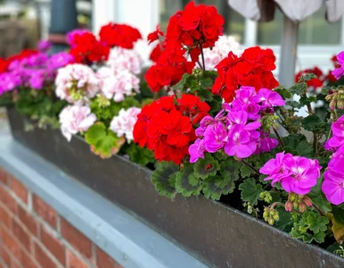 Miniatura: Sekret bujnie kwitnących pelargonii?...