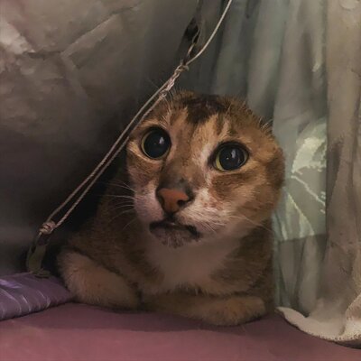 Miniatura: Ziemniak, instagramowy kot bez uszu