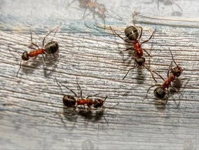Miniatura: Masz ich za dużo w ogrodzie? Połóż to w...