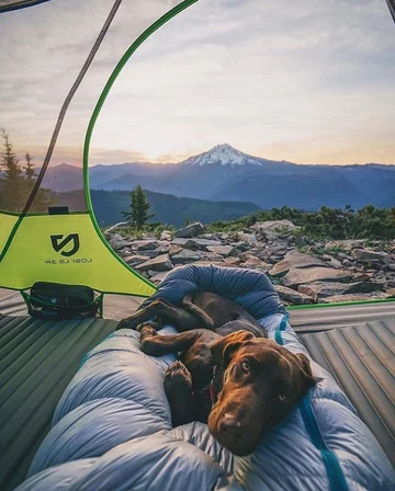 Przezroczysty namiot wpisujący się w trend „transparent camping” 