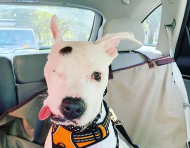 Miniatura: Pies został postrzelony i pobity młotkiem....