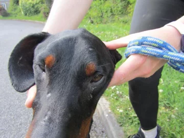 Pies, który trafił pod opiekę ISPCA 