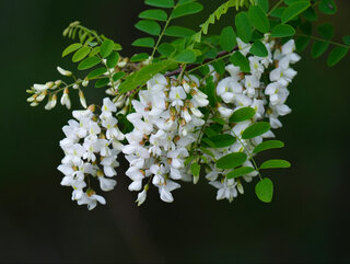 Rabinia akacjowa Robinia pseudoacacia